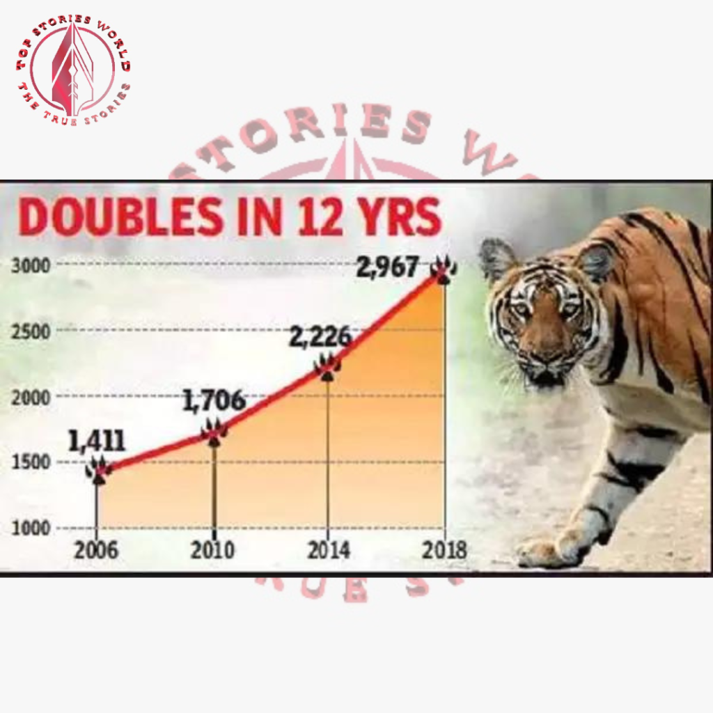 Tiger population increases
