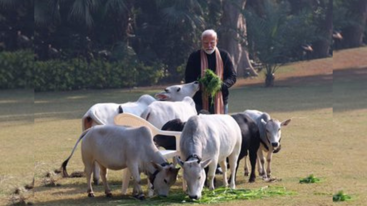 मकर संक्रांति पर अलग ही अंदाज में दिखे पीएम मोदी, गायों का चारा खिलाते दिखे